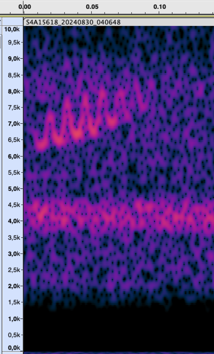 new world warbler sp. - ML625825104