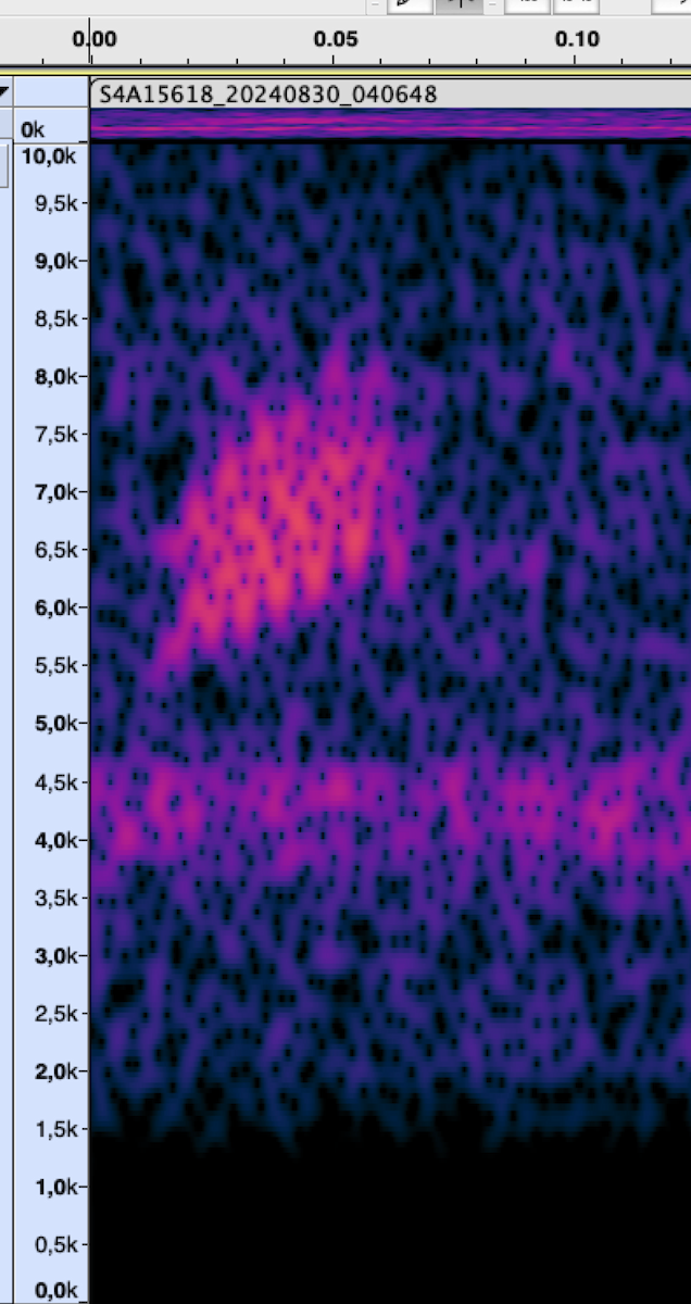 Northern Waterthrush - ML625825125