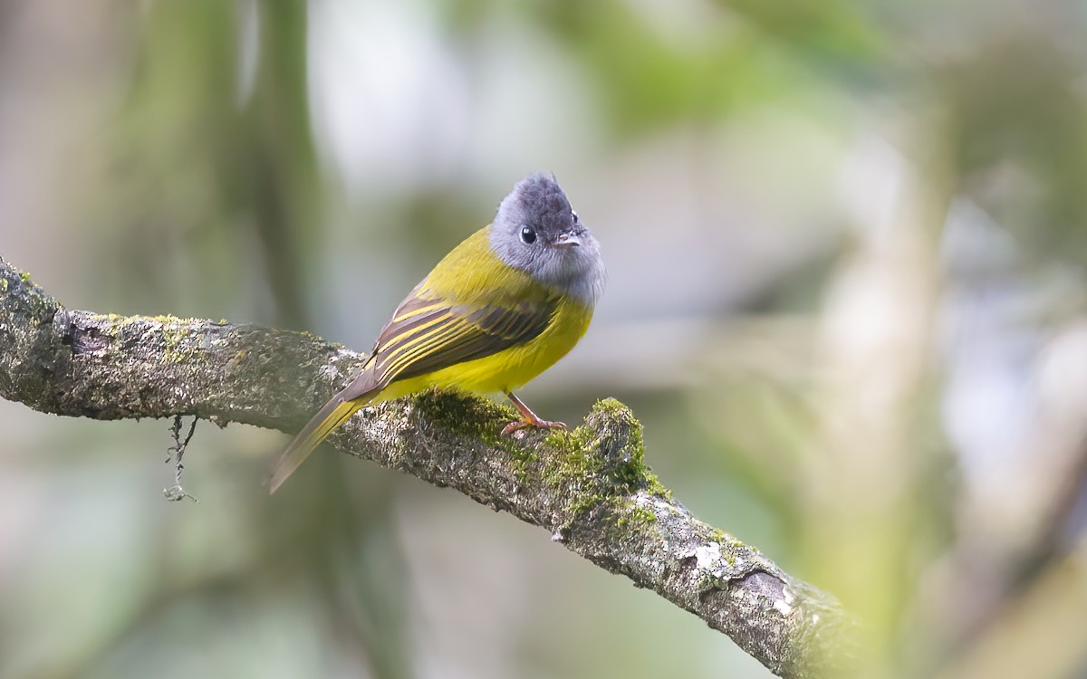 Gray-headed Canary-Flycatcher - ML625825135