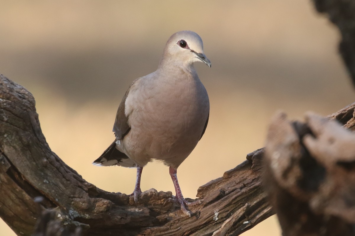 Large-tailed Dove - ML625825139