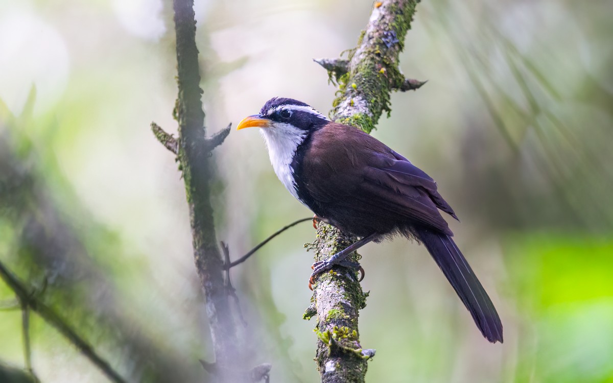 Indian Scimitar-Babbler - ML625825155