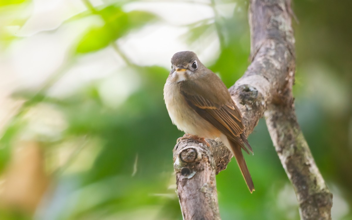 Brown-breasted Flycatcher - ML625825169