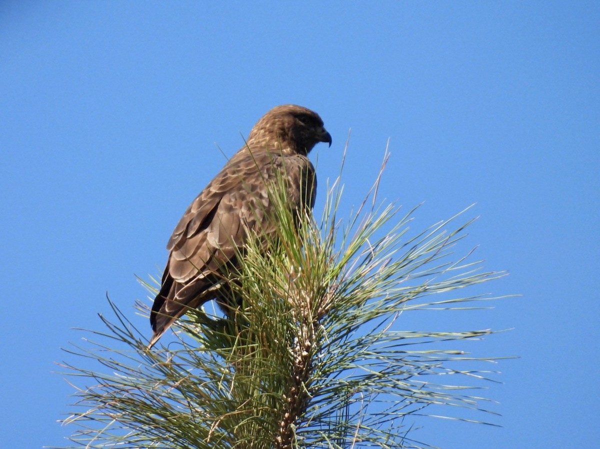 Common Buzzard (Canary Is.) - ML625825183