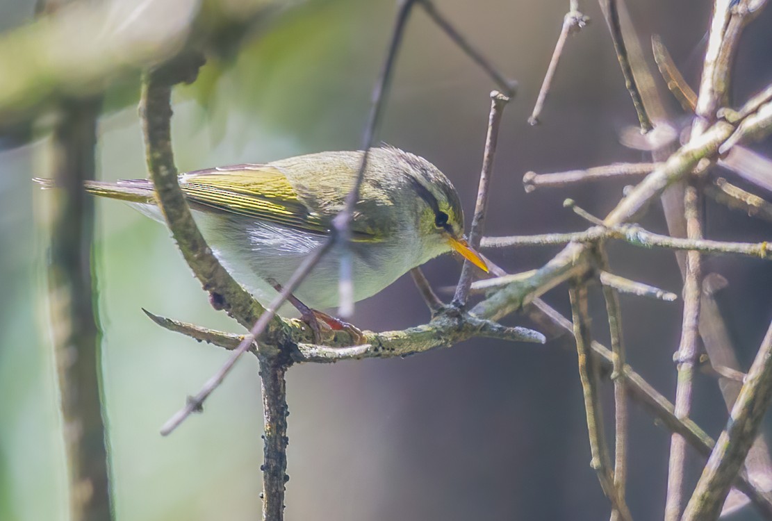 Western Crowned Warbler - ML625825215