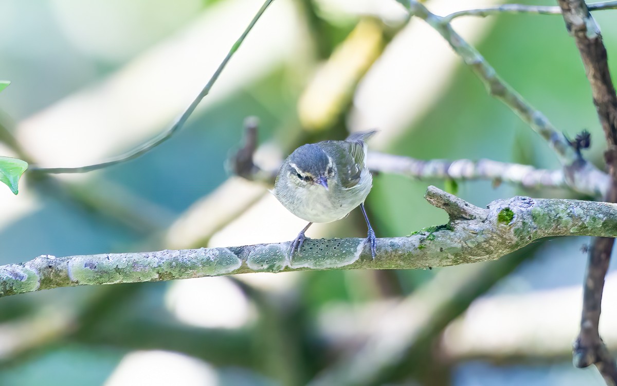 Large-billed Leaf Warbler - ML625825235