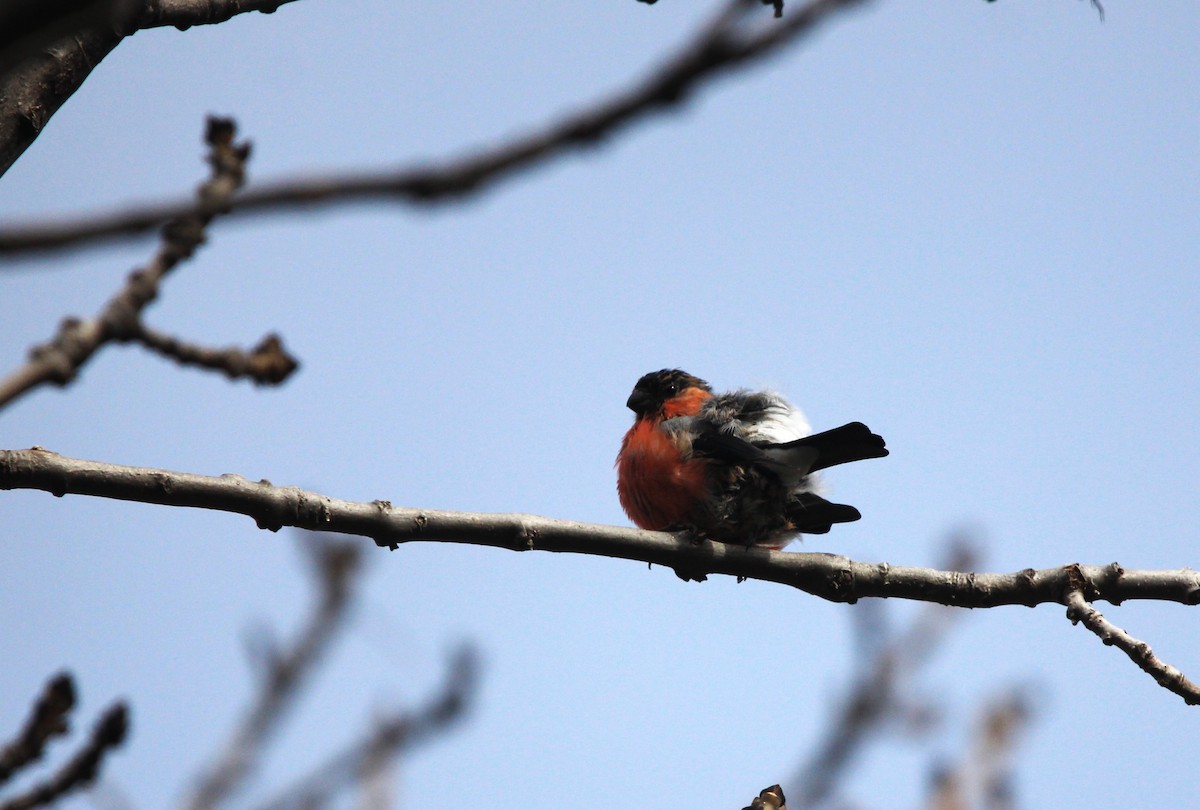 Eurasian Bullfinch - ML625825395