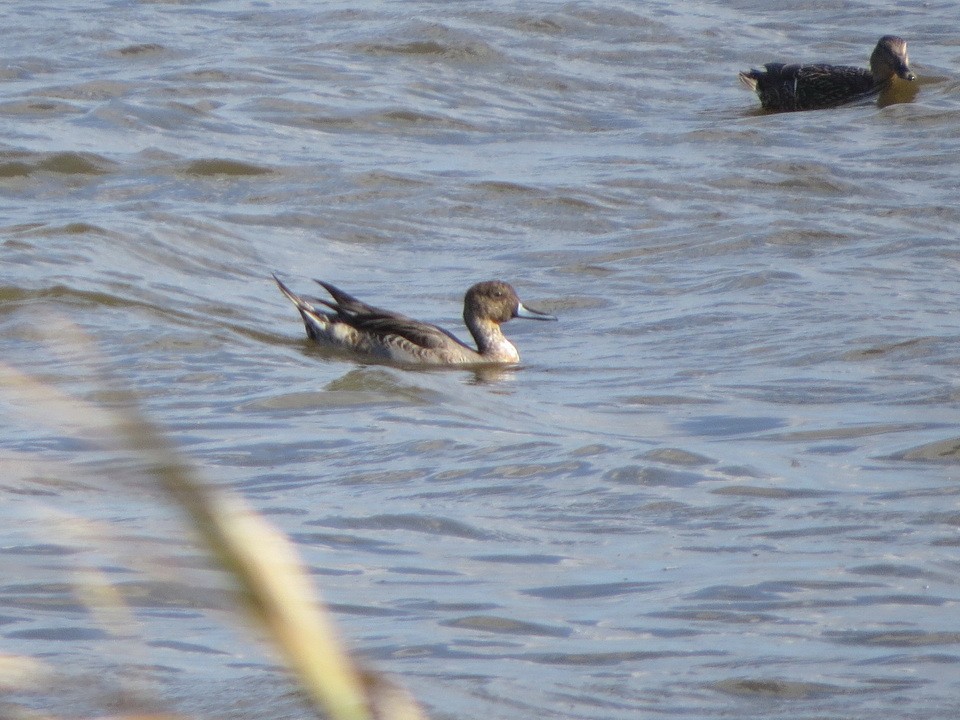 Northern Pintail - ML625825421