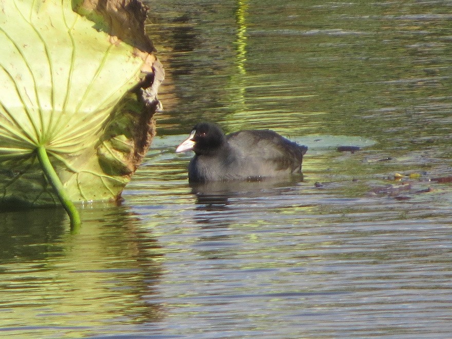 Eurasian Coot - ML625825426