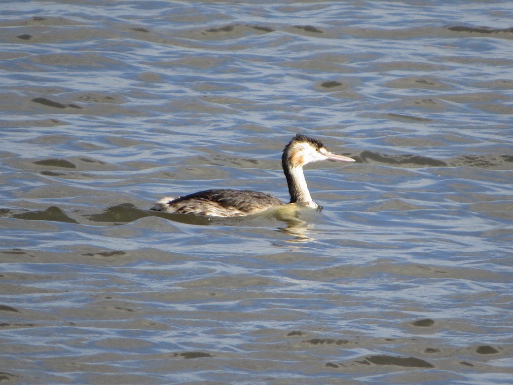 Great Crested Grebe - ML625825435