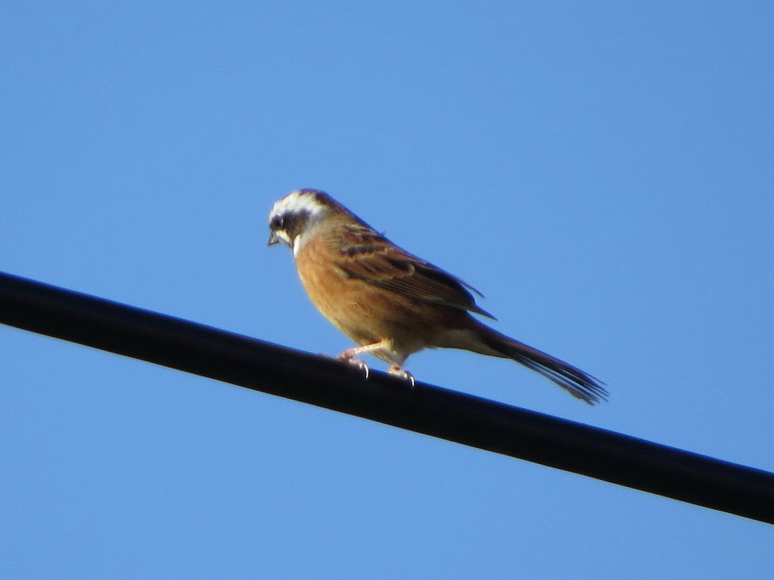 Meadow Bunting - ML625825452