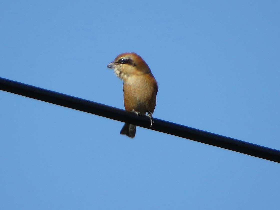 Bull-headed Shrike - ML625825455