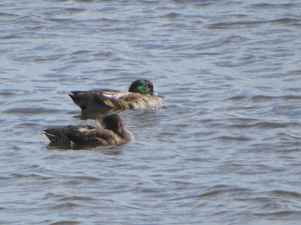 Falcated Duck - ML625825490