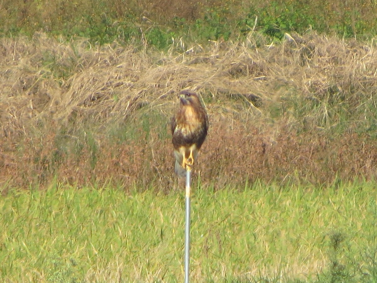 Eastern Buzzard - ML625825502