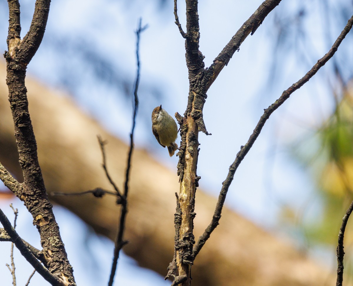 Brown Thornbill - ML625825553