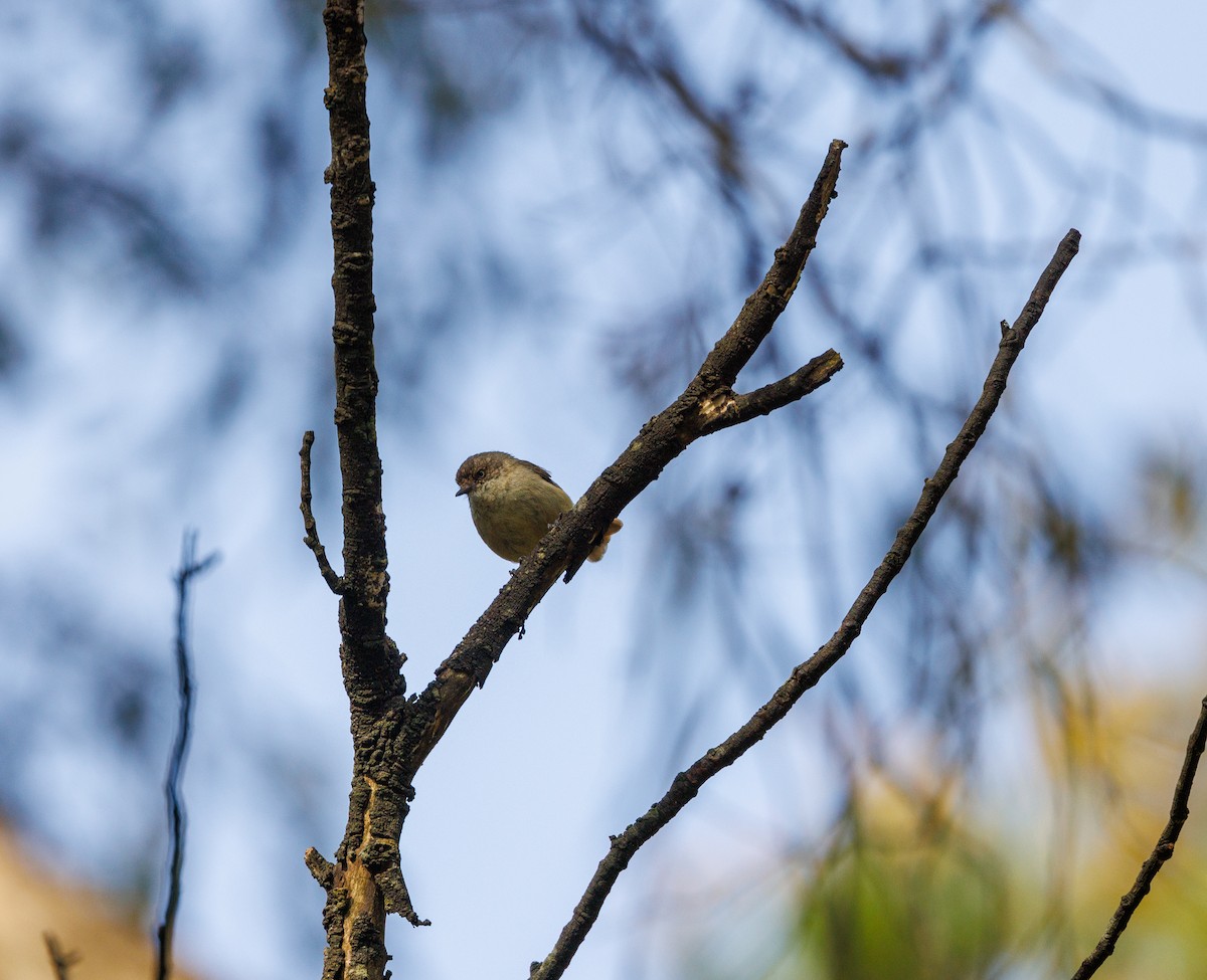 Brown Thornbill - ML625825554