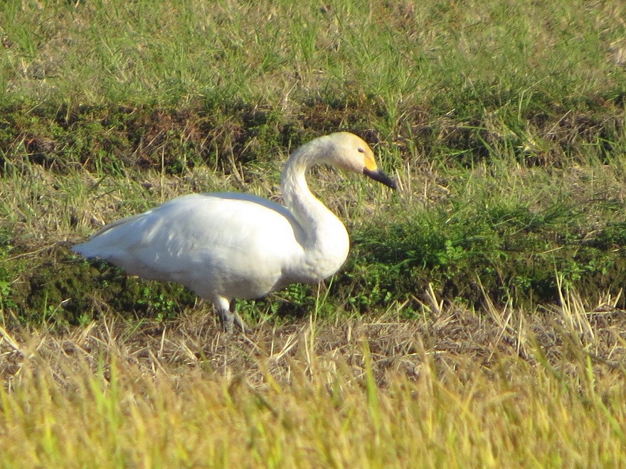 Tundra Swan - ML625825556