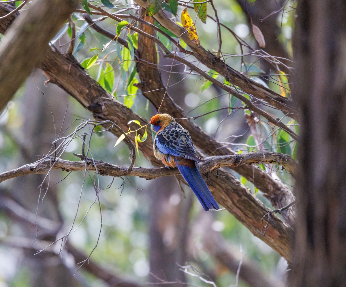 Crimson Rosella - ML625825557
