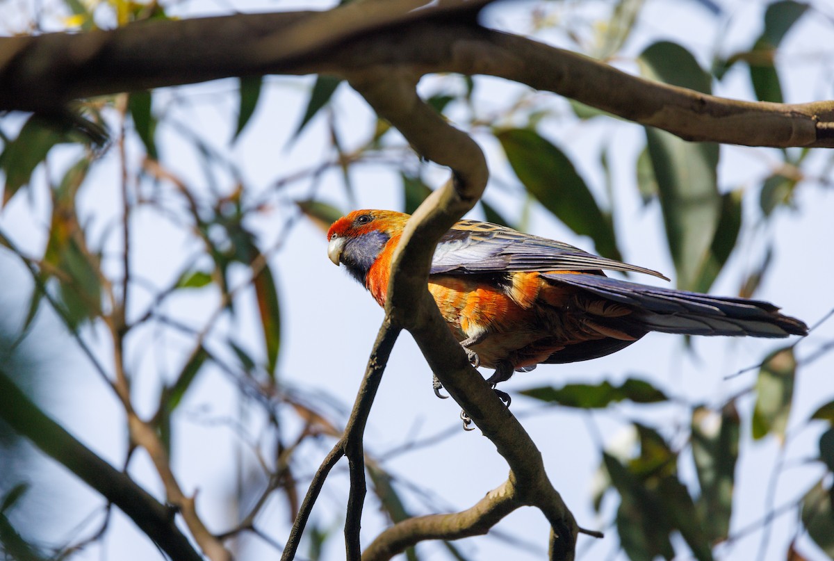 Crimson Rosella - ML625825559