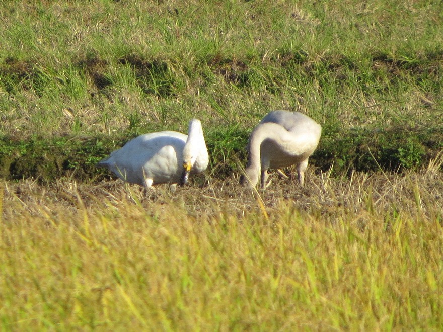 Tundra Swan - ML625825561