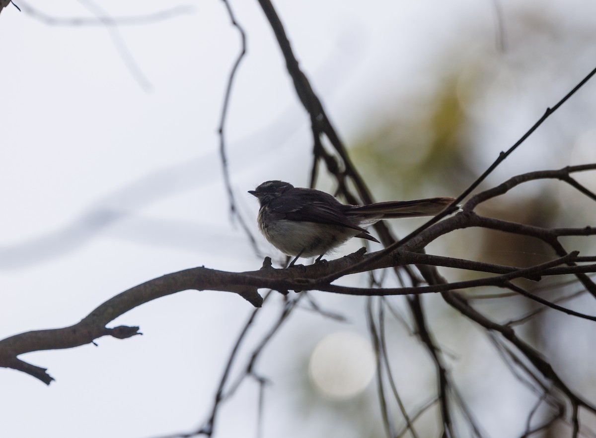 Gray Fantail - ML625825563
