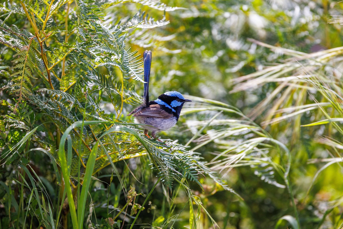 Superb Fairywren - ML625825564