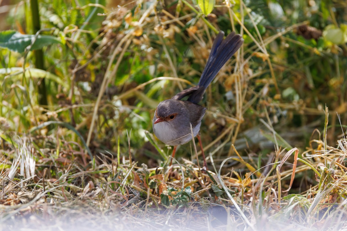 Superb Fairywren - ML625825565