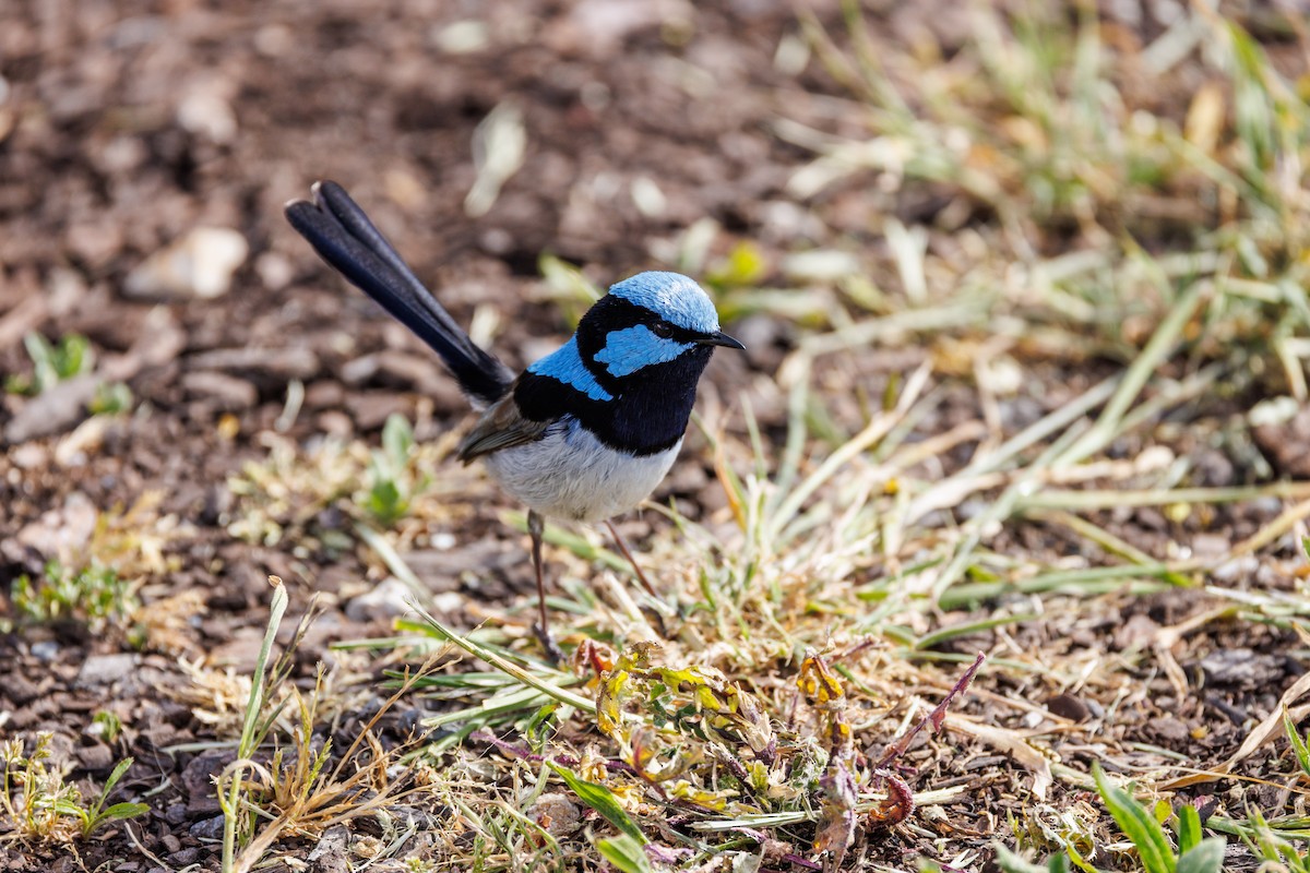 Superb Fairywren - ML625825566