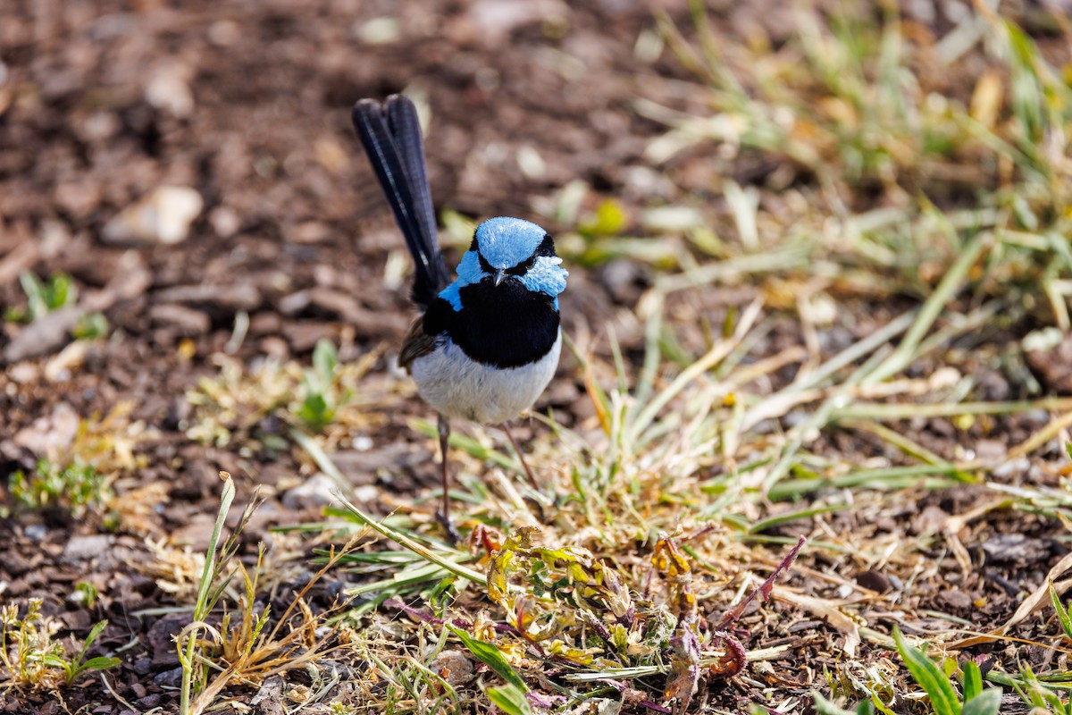Superb Fairywren - ML625825567
