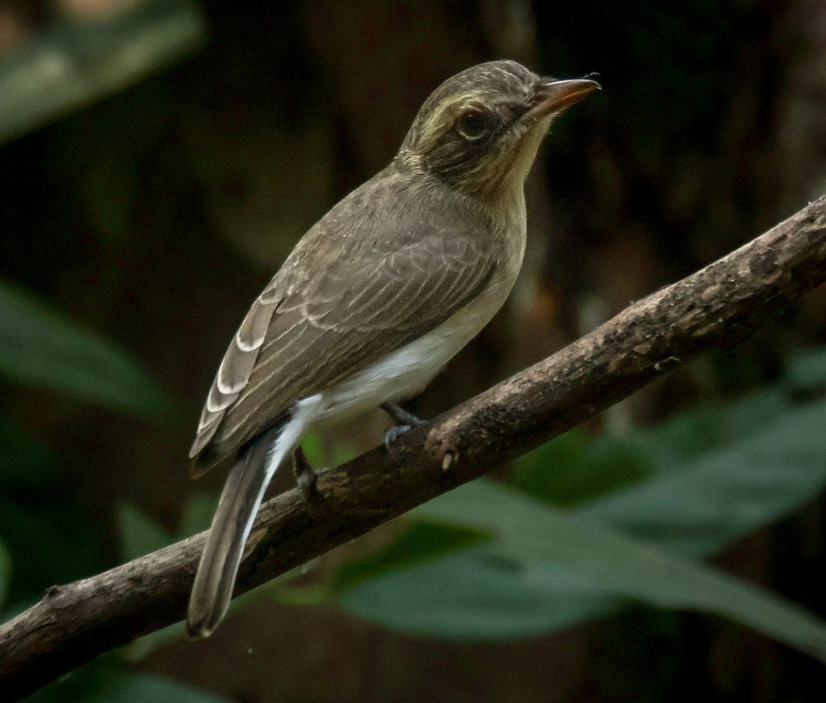 Common Woodshrike - ML625825717