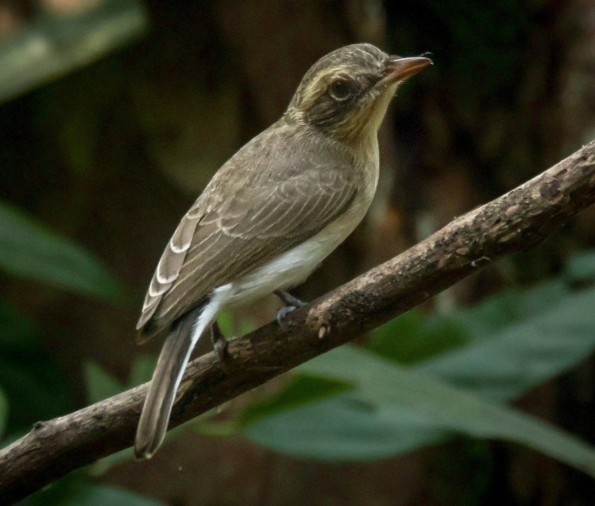 Common Woodshrike - ML625825718