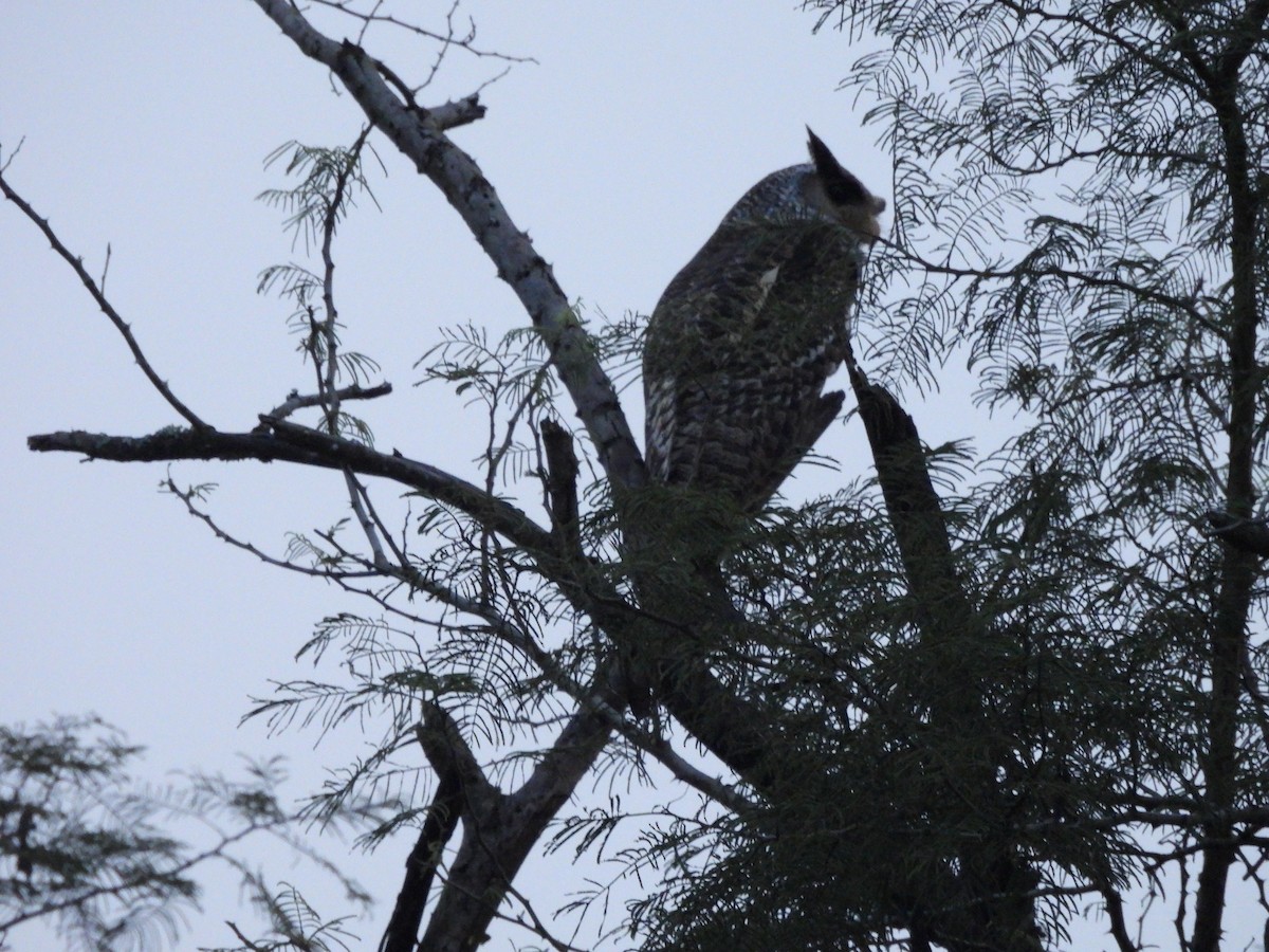 Spot-bellied Eagle-Owl - ML625825972