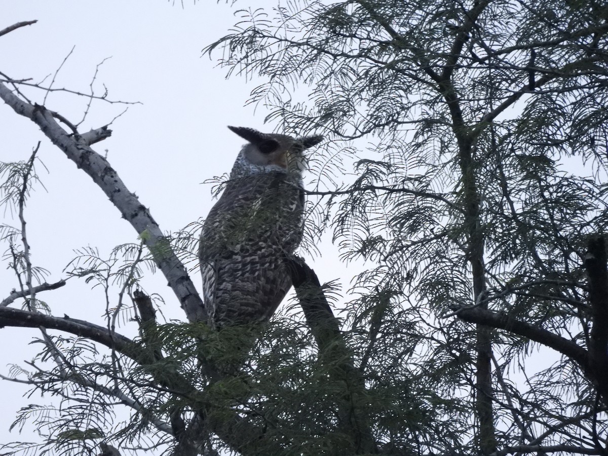 Spot-bellied Eagle-Owl - ML625825973