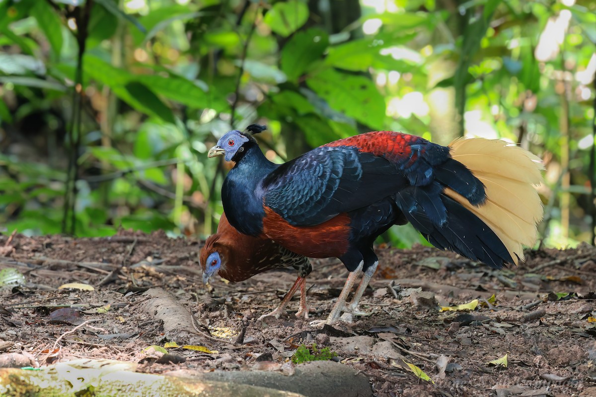 Bornean Crested Fireback - ML625826452