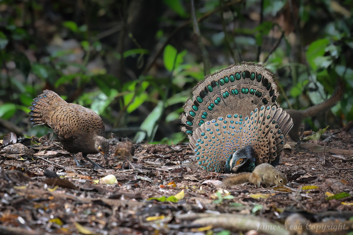 Bornean Peacock-Pheasant - ML625826463