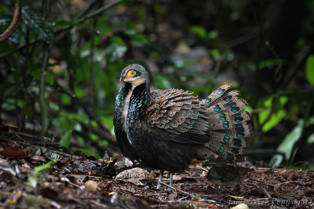 Bornean Peacock-Pheasant - ML625826479