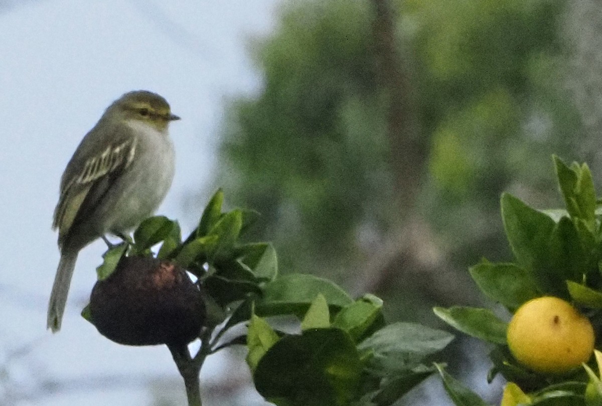 Mosquerito Caridorado (chrysops) - ML625826609