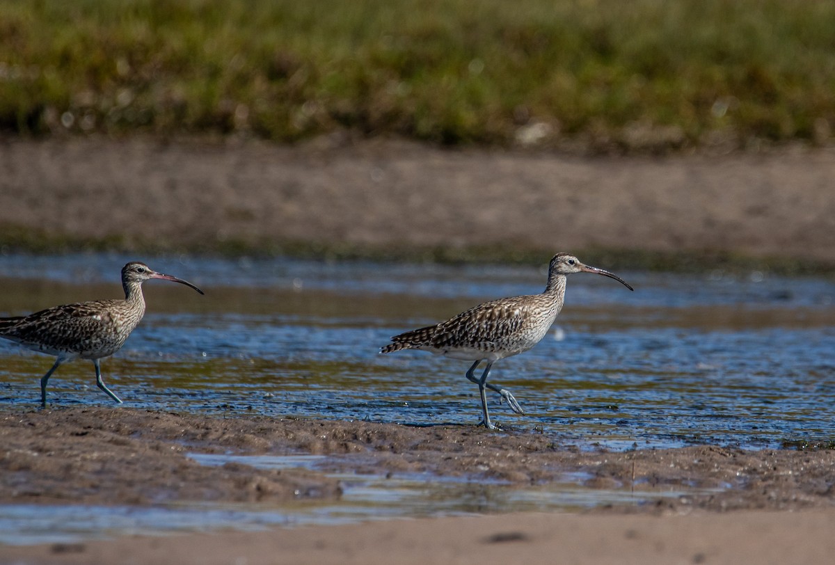 Whimbrel/Eurasian Curlew - ML625826643