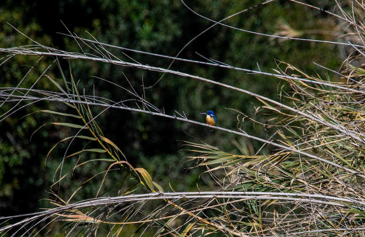 Half-collared Kingfisher - ML625826672