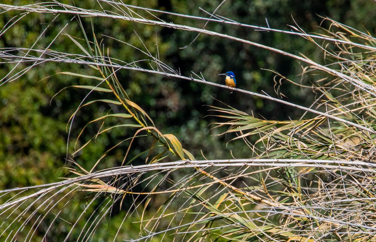 Half-collared Kingfisher - ML625826673