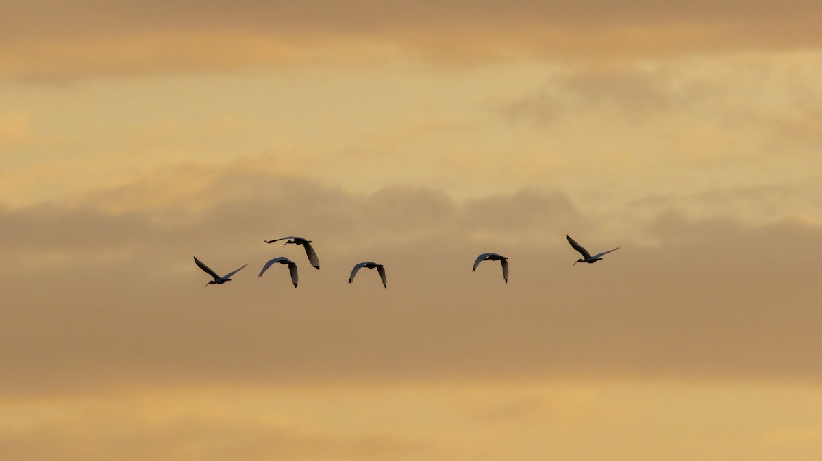 White Ibis - ML625826704