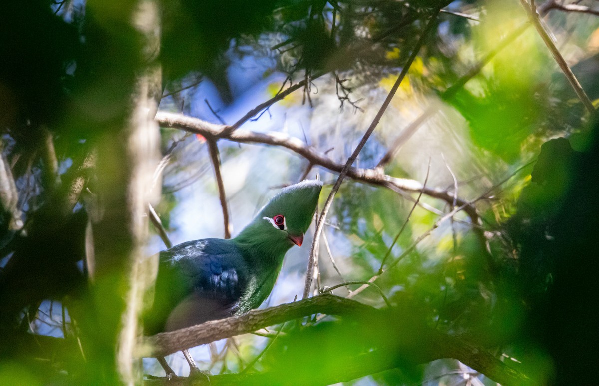 Turaco de Knysna - ML625826786