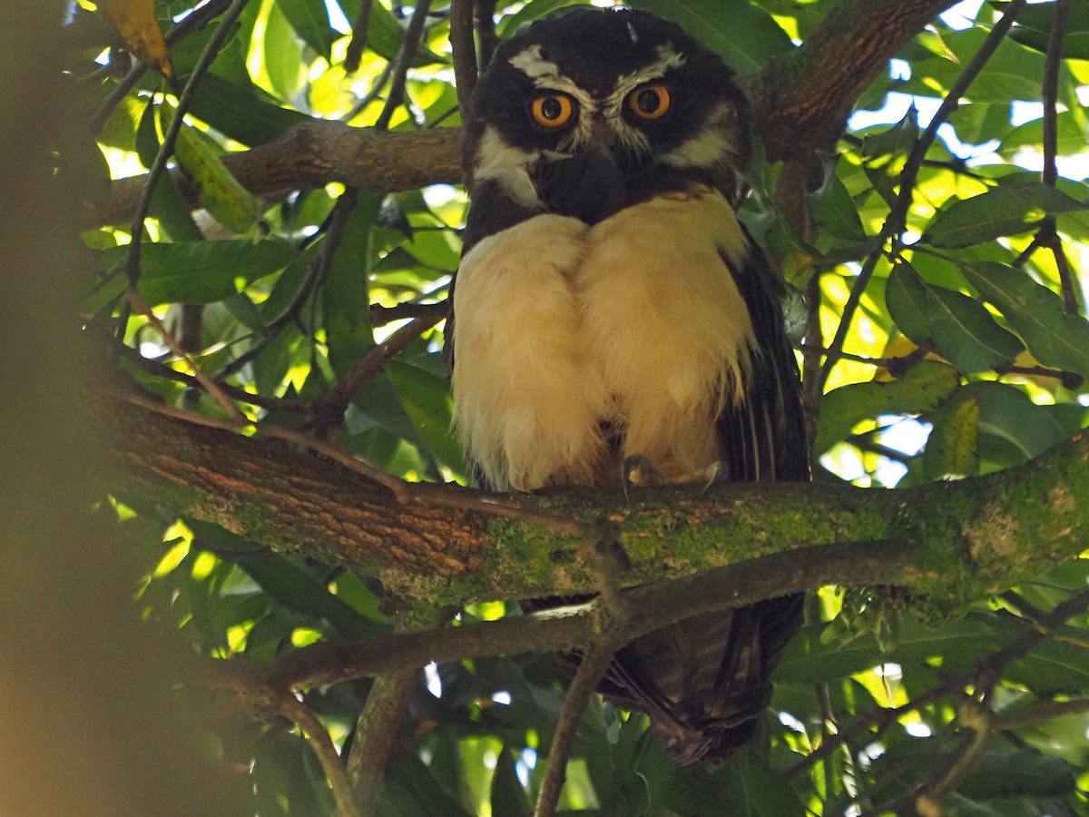 Lechuzón de Anteojos - ML625826794