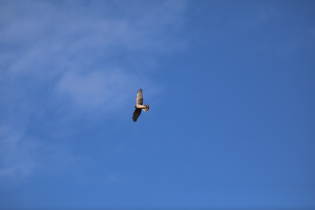 Northern Harrier - ML625826836