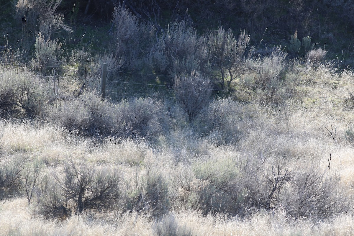 Gray Partridge - ML625826908