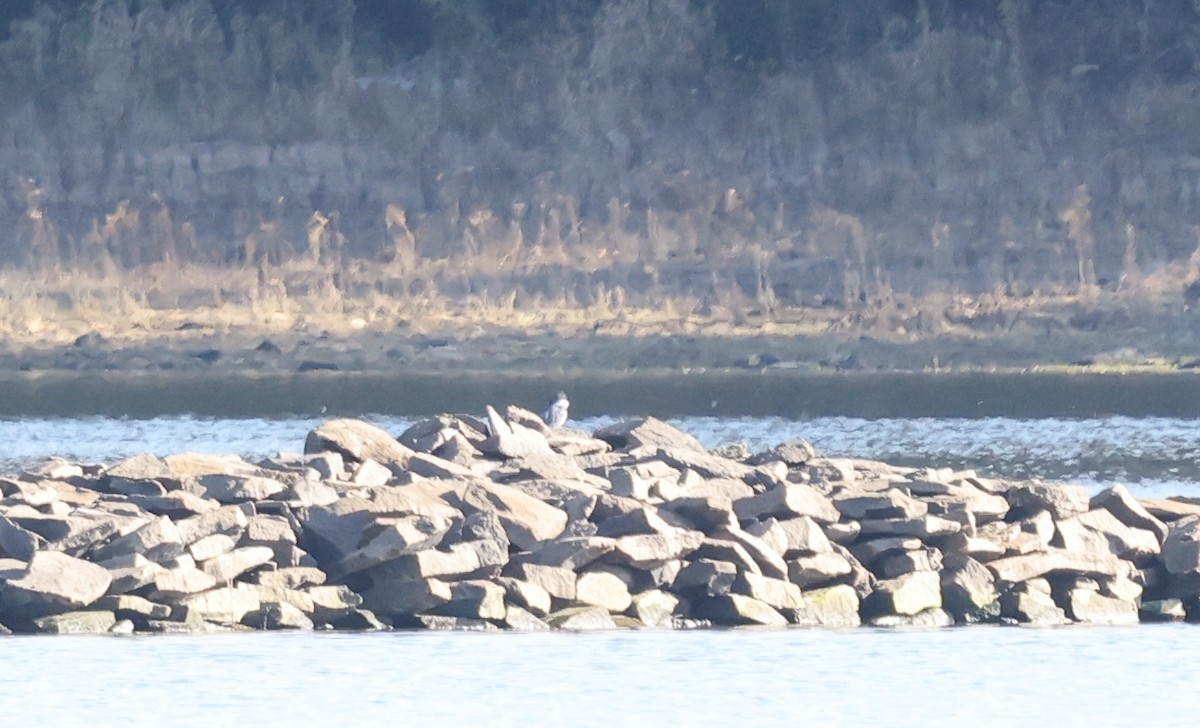 Martin-pêcheur d'Amérique - ML625827161