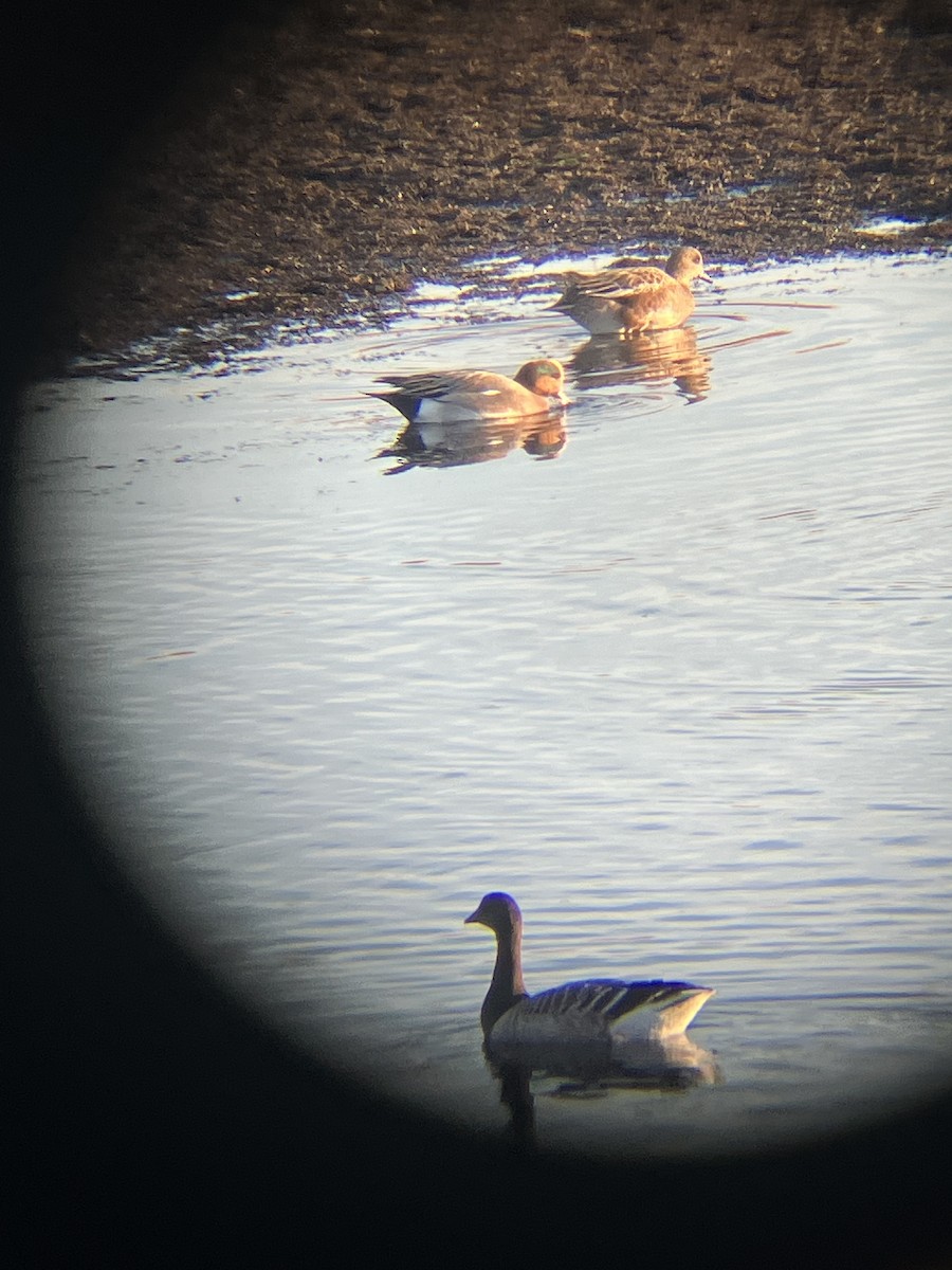 Eurasian x American Wigeon (hybrid) - ML625827187