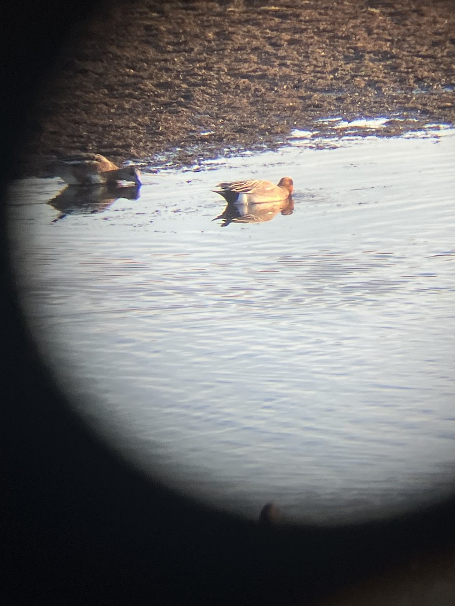 Eurasian x American Wigeon (hybrid) - ML625827188