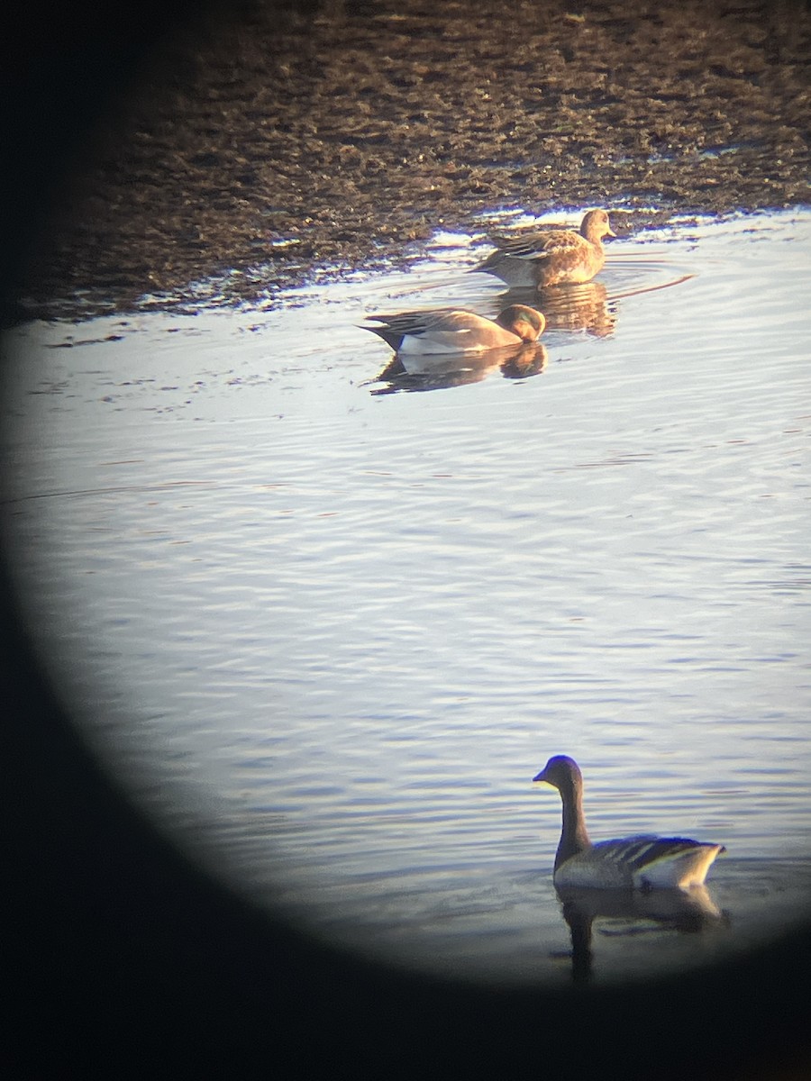 Eurasian x American Wigeon (hybrid) - ML625827189