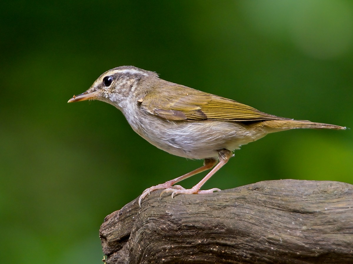 Pale-legged Leaf Warbler - ML625827210