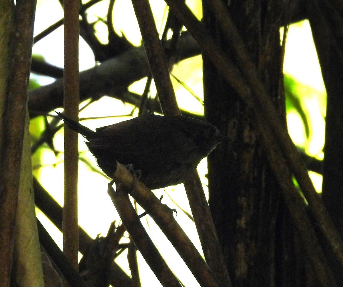 Nariño Tapaculo - ML625827214